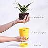 Ugaoo Sansevieria Golden Hahnii Snake Plant With Self Watering Pot ...