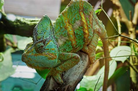 Camouflage Chameleon