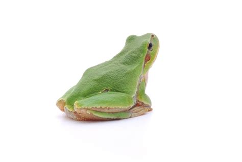 Image result for Tree Frog Sitting