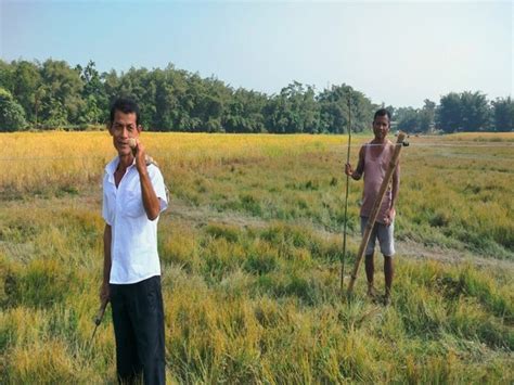 Assam: Wildlife NGO, WWF install seasonal solar fence to protect paddy ...