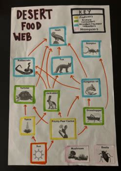 Image result for Create a Food Web