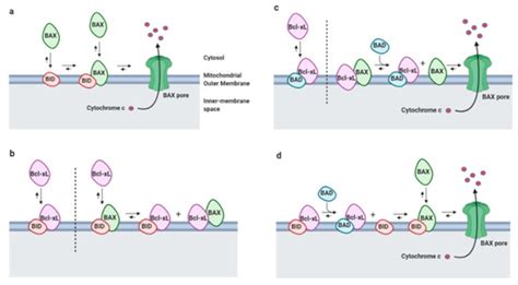 Involvement of Bcl-xL in Neuronal Function and Development