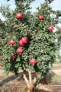 VibeX LX-13 - Pomegranate | Anar - (270 Seeds) Seed Price in India ...