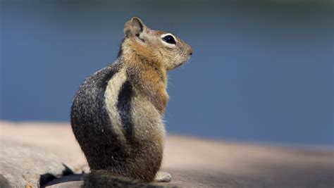Golden Mantled Ground Squirrel Vs Chipmunk