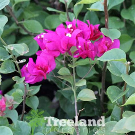 BOUGAINVILLEA LA JOLLA (Bougainvillea 'La Jolla') - Treeland Nurseries
