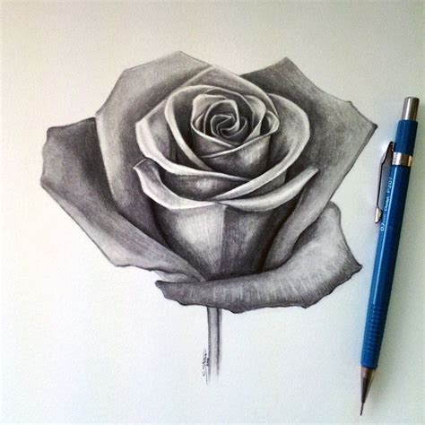 Drawing A Realistic Rose Rose Drawing Lethalchris On Deviantart | Rose ...