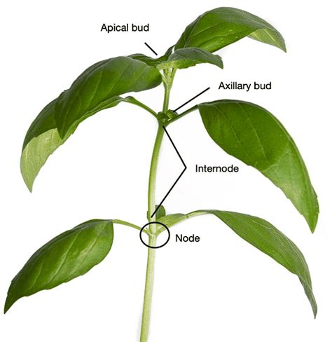 The Stem and Leaf: Structures and Modifications - Biology Class 11 ...