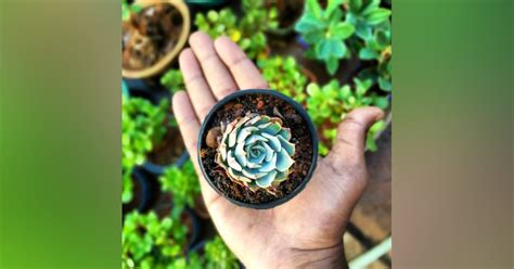 You, Me & Bonsai: Bonsai Plants & Needs | LBB, Hyderabad