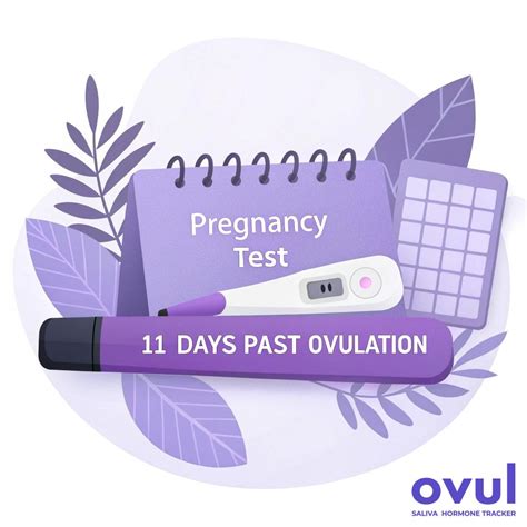 11 DPO: What’s Really Happening Eleven Days After Ovulation | Ovul