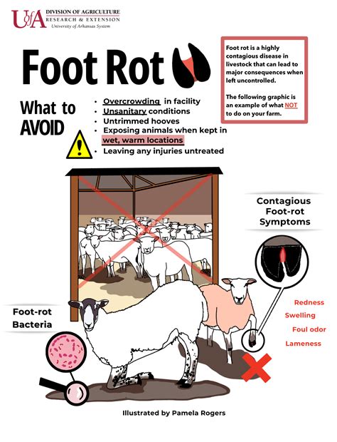 10 Ways to Prevent Foot Rot on Your Farm