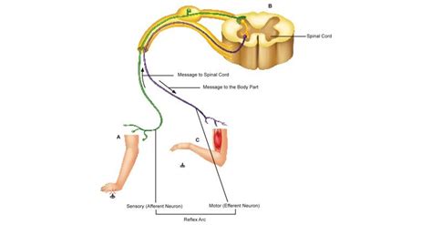 Image result for Reflex Action Model