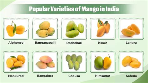 Image result for Mango Production Script Script