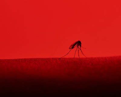 Malaria parasite evades rapid test detection in children