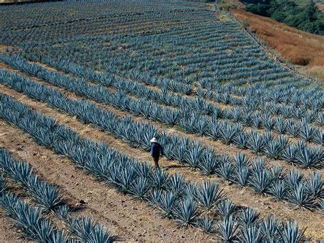 Tequila From Jalisco Mexico