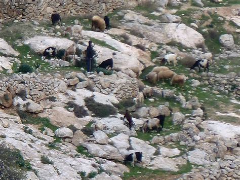 Image result for shepherds