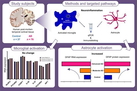 Investigating Markers of the NLRP3 Inflammasome Pathway in Alzheimer’s ...