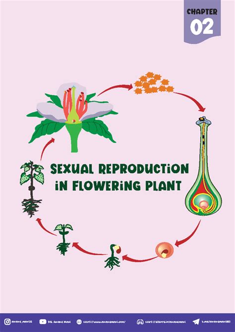 Sexual reproduction in flowering plants - 02 CHAPTER Sexual ...