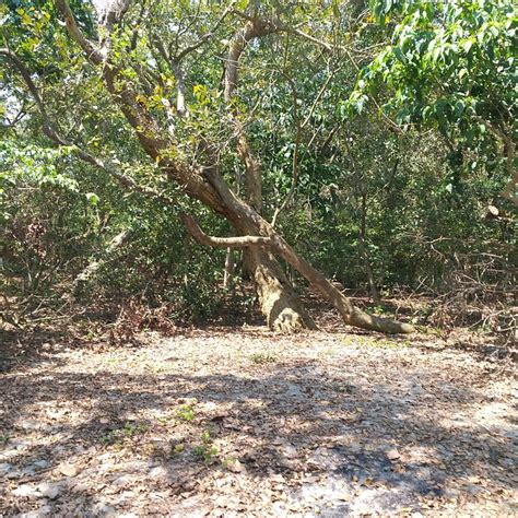 CRYSTAL INN (Bhola) - Hotel Reviews & Photos - Tripadvisor