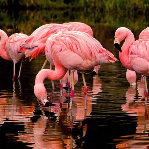Flamingo Pink Color Reason