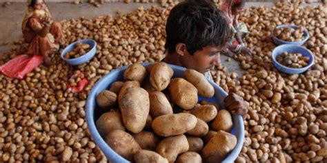 Potato Farmers Seek Govt. Help After PepsiCo Slaps Rs 1 Cr Lawsuit ...