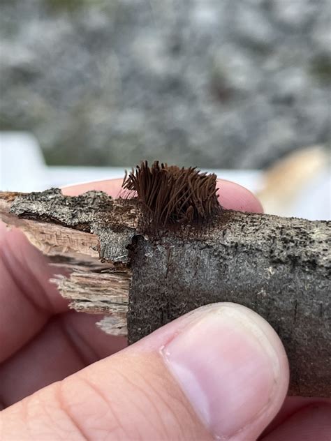 Stemonitis splendens: Discover the Mysterious Chocolate Tube Slime Mold