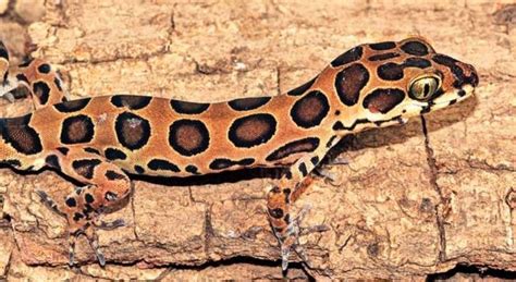 A New Lizard Species Has Been Discovered In Mumbai After 130 Years ...