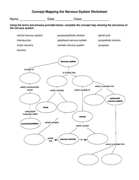 Simple Nervous System Concept Map