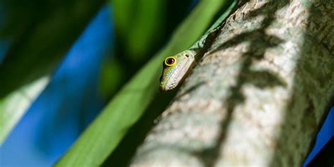 Fotos der Seychellen Fauna | Fotogalerie | Seychellen Reiseführer