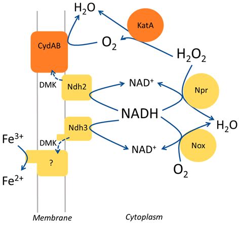 Image result for Enterococcus Faecalis Hemolytic Activity