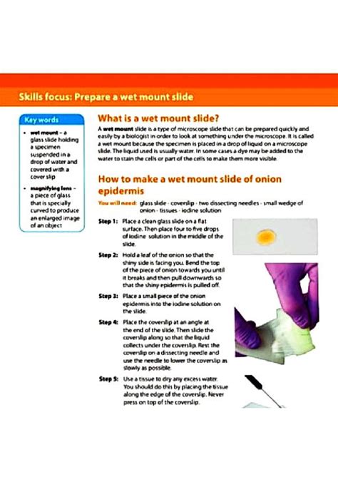 Epidermis - The is - Skills focus: Prepare a wet mount slide Key words ...