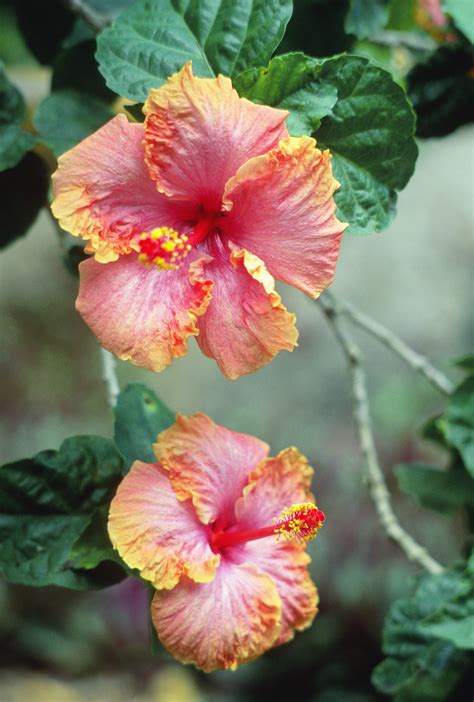 Hawaii Official State Flower