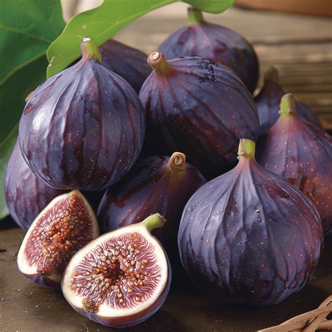 Exploring the Varieties of Figs: A Gardener’s Guide - Plants Life