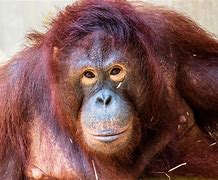 Image result for apes