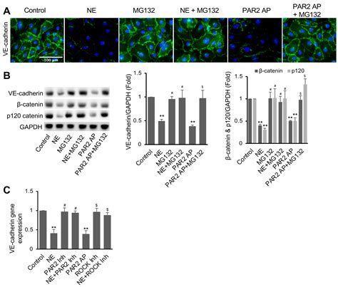 Neutrophil Elastase Increases Vascular Permeability and Leukocyte ...
