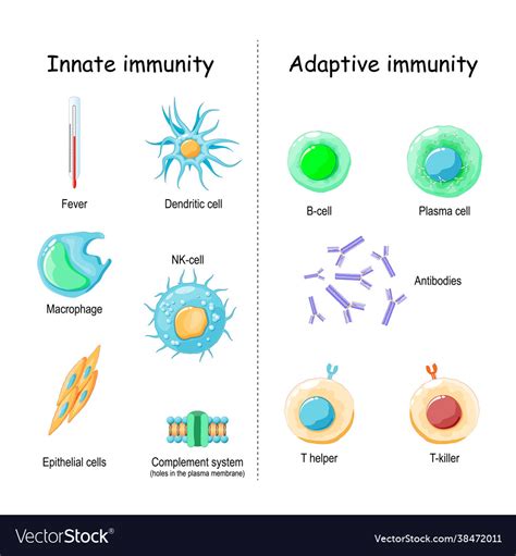 Image result for Two Types of Adaptive Immunity