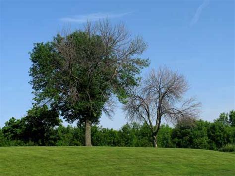 Ash Tree Identification Guide 的图像结果