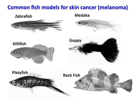 The Power of Fish Models to Elucidate Skin Cancer Pathogenesis and ...