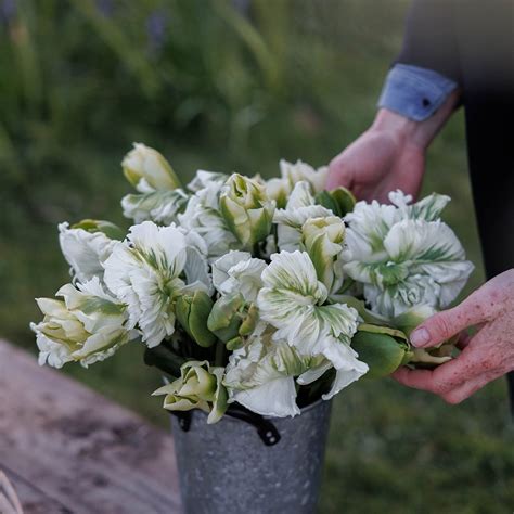 Buy tulip collection The Notting Hill 'tulip collection': Delivery by ...