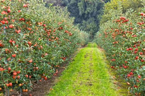 20 BEST Apple Orchards in North Carolina (NC Apple Picking) - Lost In ...