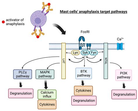 Mast Cells as a Target—A Comprehensive Review of Recent Therapeutic Approaches