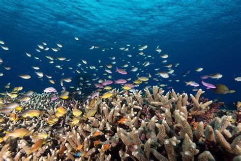 Image result for Reef Decatur Indiana