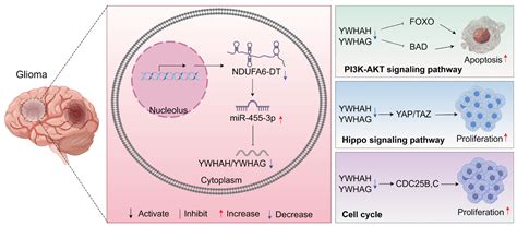 LncRNA NDUFA6-DT: A Comprehensive Analysis of a Potential LncRNA ...