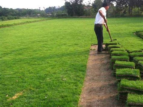 草坪种植基地里种植草坪的方法-四川成都川青草坪