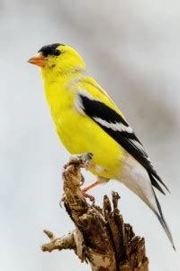 Wild Birds Paper Poster ( Poster 12X18 Inch Rolled ) Paper Poster Paper ...