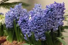 fiori bulbo fiori da bulbo bulbi piante bulbose fiori bulbo fiori da bulbo bulbi piante bulbose