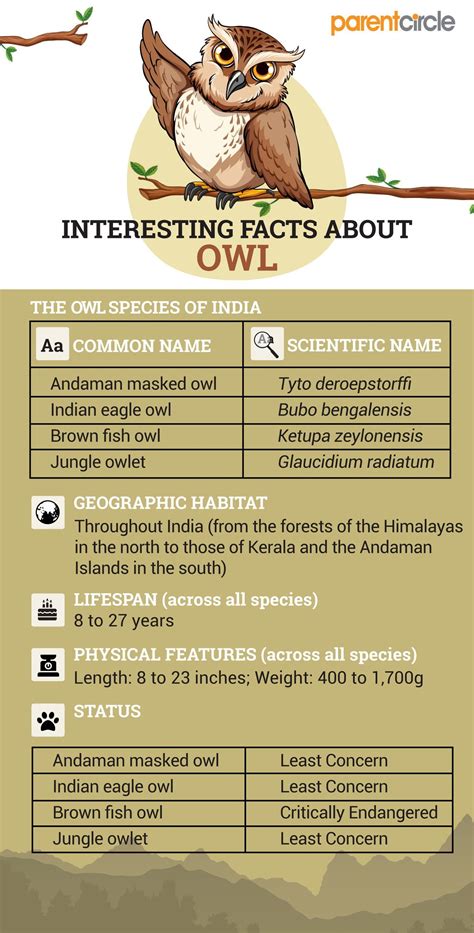 Interesting And Fun Facts About Owls For Kids