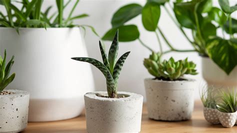 Reasons Why You Should Get Air Plants For Your Bathroom