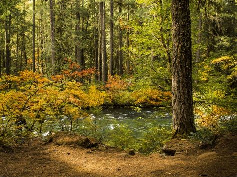 Download wallpaper 800x600 forest, leaves, tree, river pocket pc, pda ...