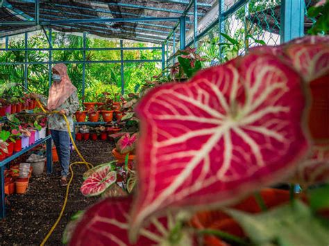 Malaysia: Bloom boom: Malaysians get passionate about pot plants ...