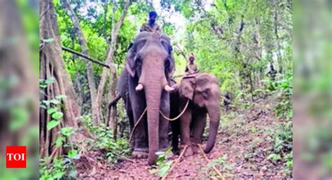 PM-2: Expert Committee Suggests Releasing PM-2 Elephant Back into the ...